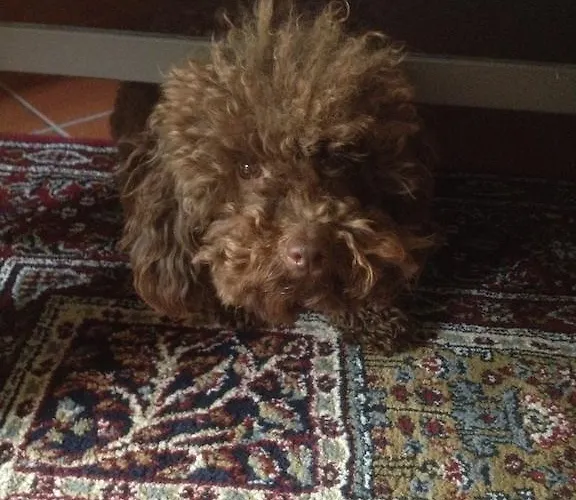 Hotel Residenza Millennium 3*